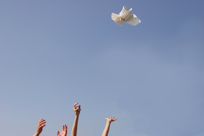 wish hands, pigeon, pigeons, hand