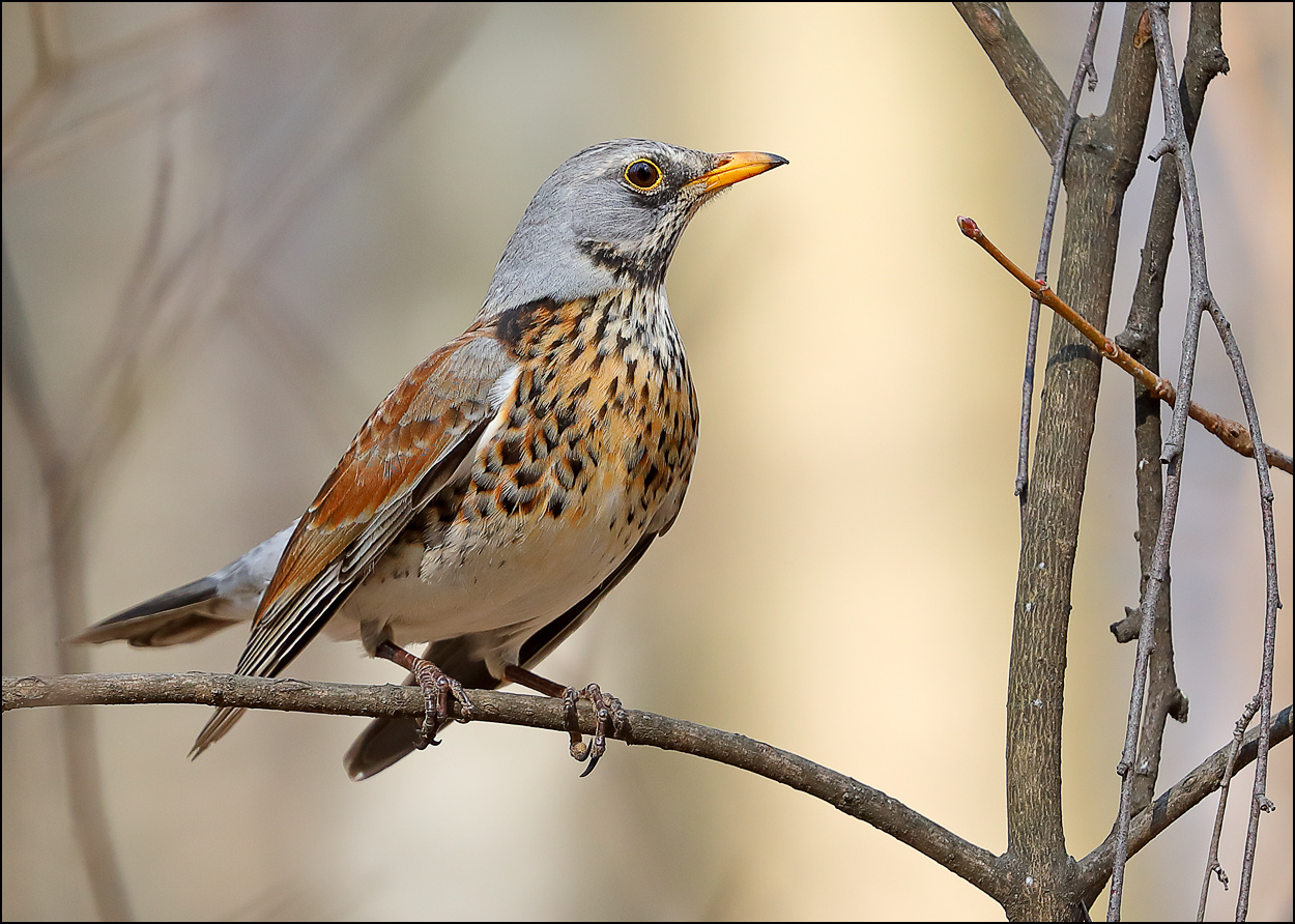 Гордая птица птица лес дрозд рябинник Turdus pilaris