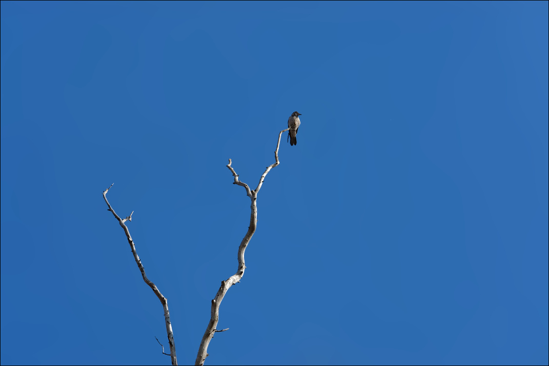 air sentry ворона небо дерево
