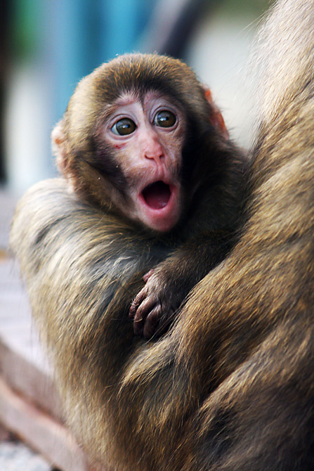 "Вот это банан"!!! - удивился малыш. 