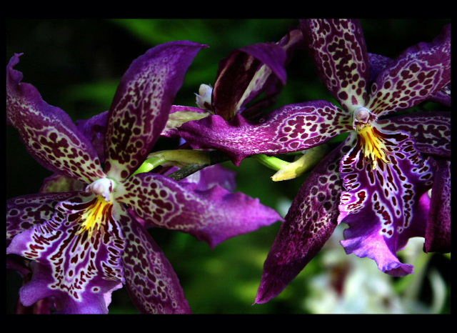 *** orchids, sunlight