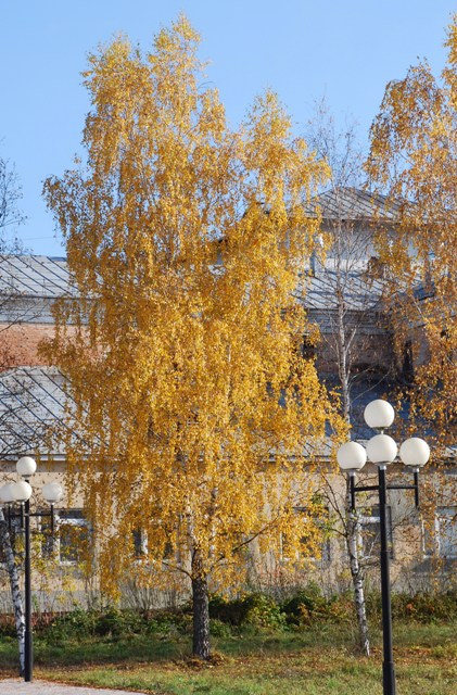 Осень осень дерево береза