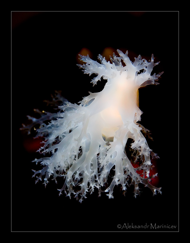 Alba tritoniopsis alba голожаберный моллюск макро подводный мир