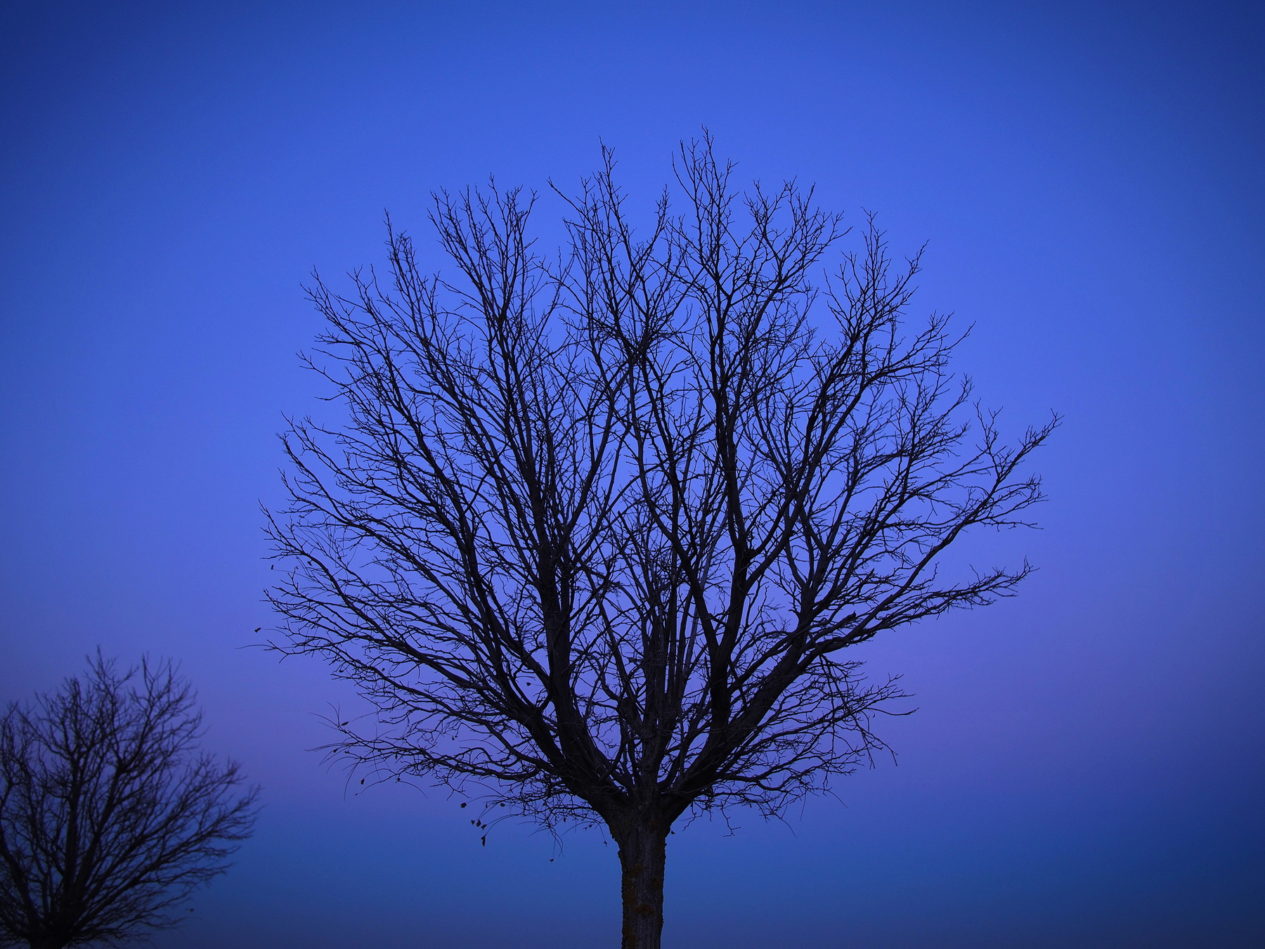 lifelines #3 tree дерево закат sunset