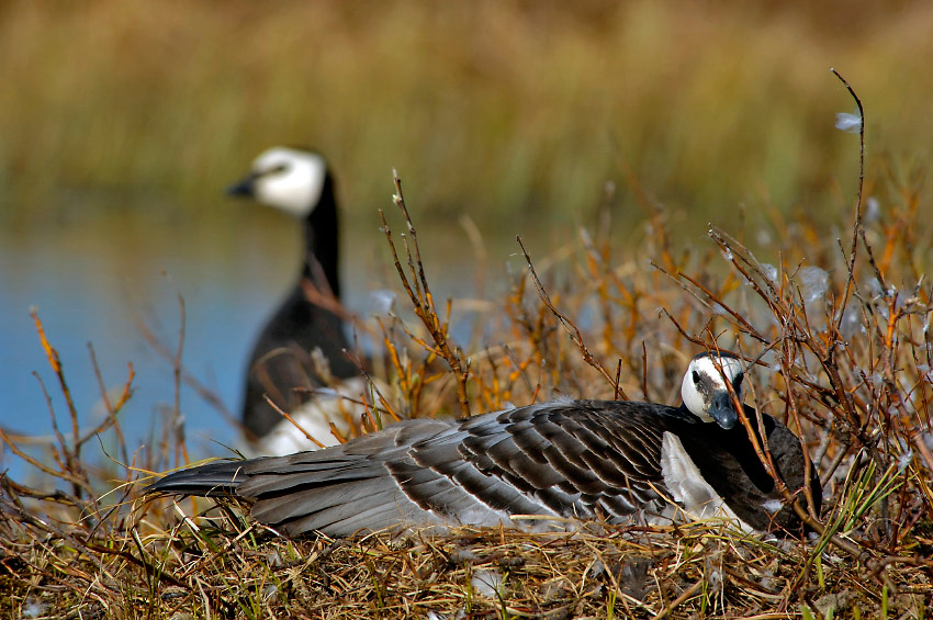 На страже Белощекая казарка, Branta leucopsis, Barnacle Goose, Tobseda, Barents Sea, Arctic
