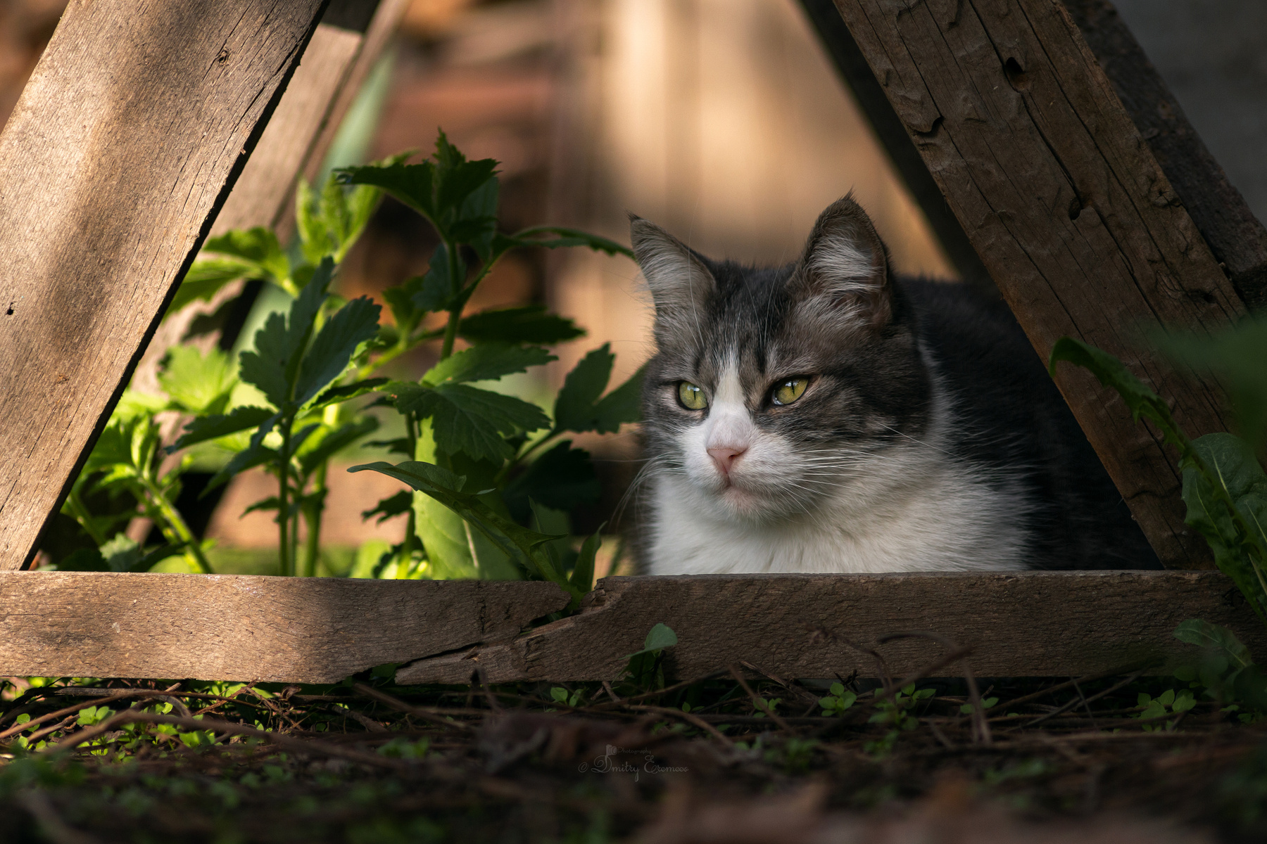 В засаде.. кошка котопортрет животные весна