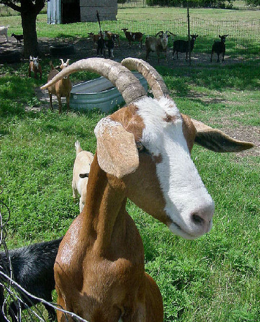 My Goat \"Lisbeth\" (Моя Козочка \"Lisbeth\") Козочка, Ферма