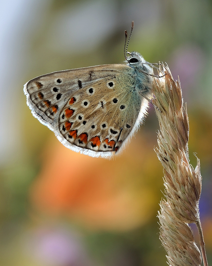 Голубянка Эвмедон Eumedonia eumedon (Esper, 1780) 