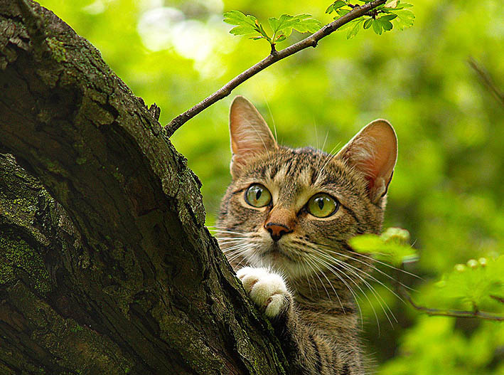 Wild Forest Cat Котэйко