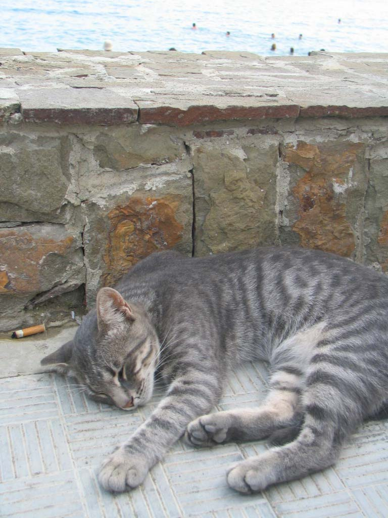 кот на курорте кошка море