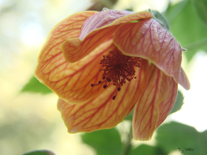 flover flover