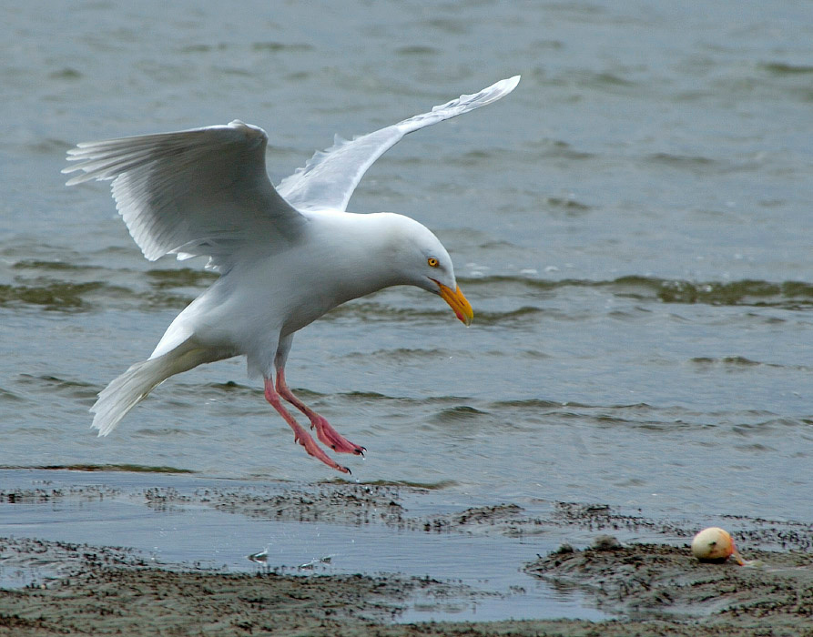 Завтрак подан Бургомистр, Larus hyperboreus, Glaucous Gull, Tobseda, Barents Sea, Arctic