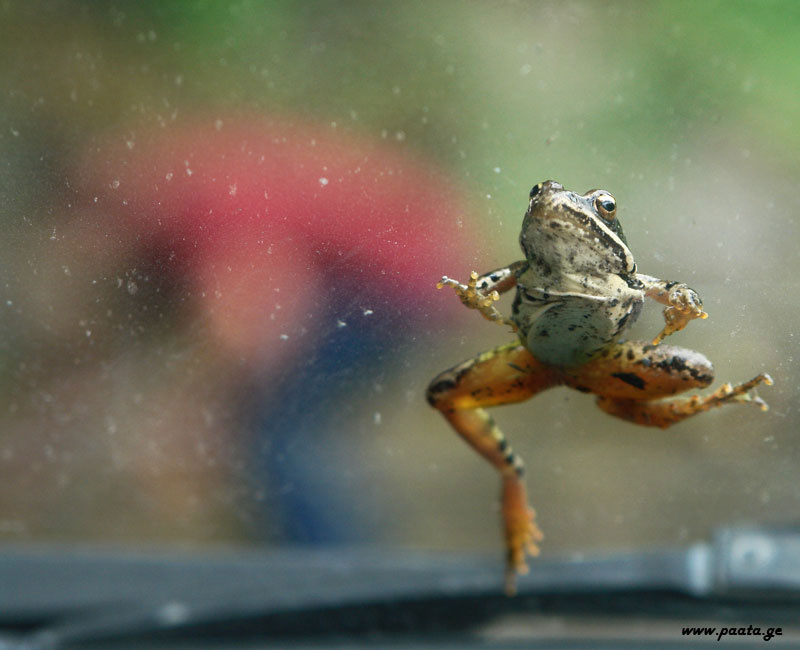 crazy frog 