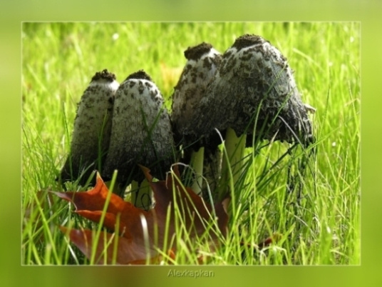 стойкие.... природа, макро, грибы