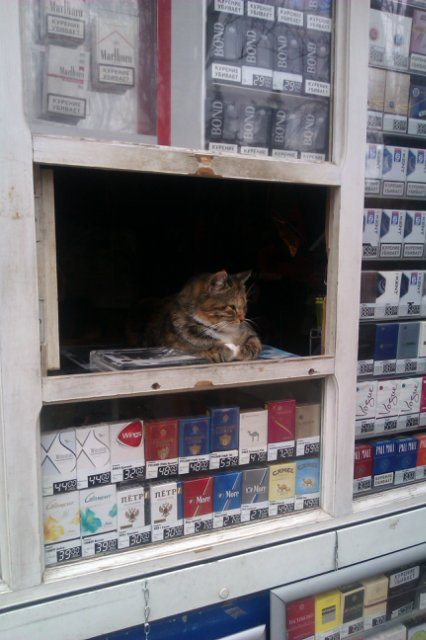 **** кошка, ларек, табак