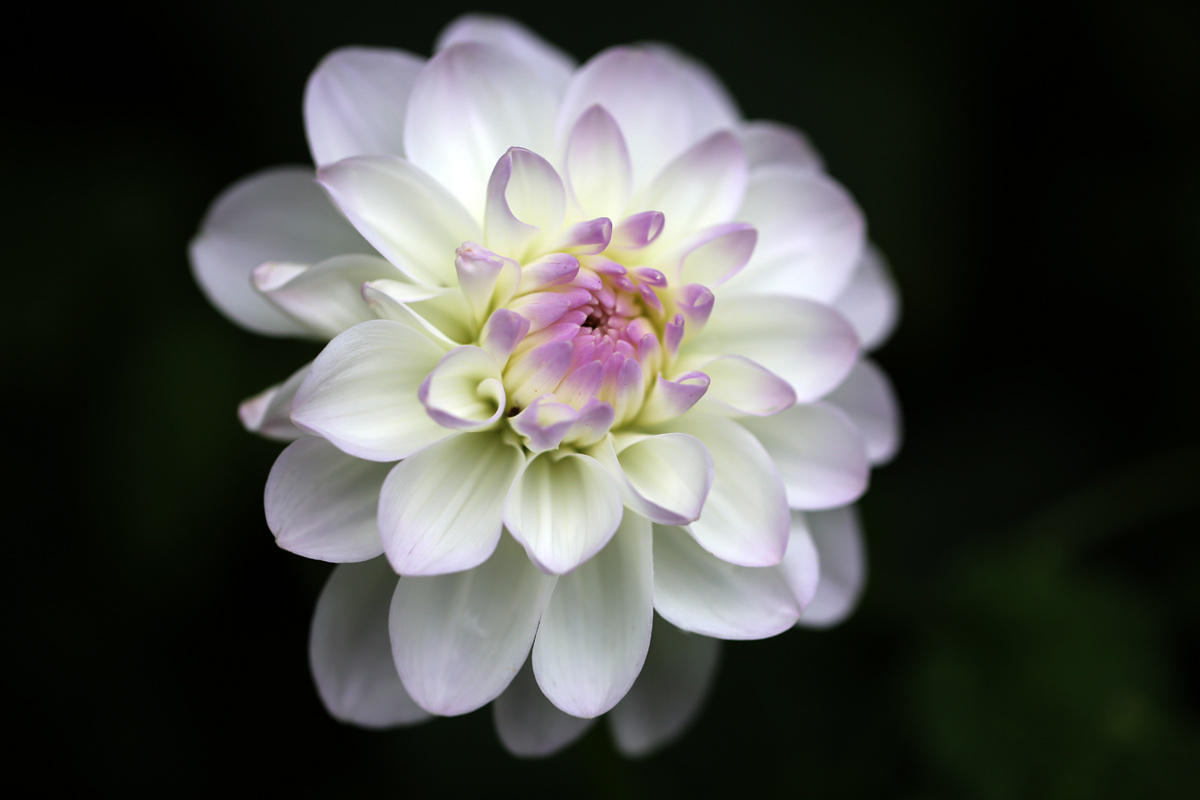 Dahlia. георгин, цветы 