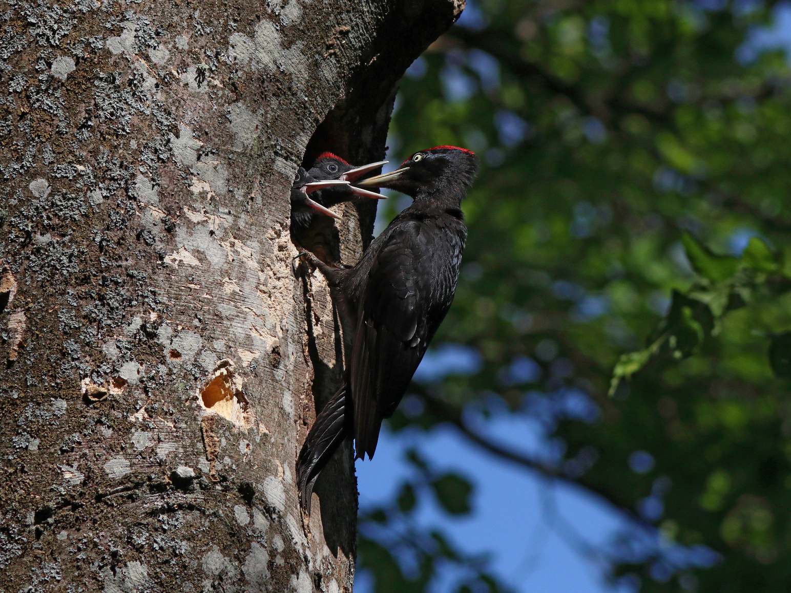Ура! Папка прилетел! Желна Чёрный дятел Dryocopus martius Black woodpecker