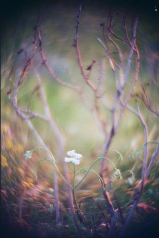 *** _twirlings_