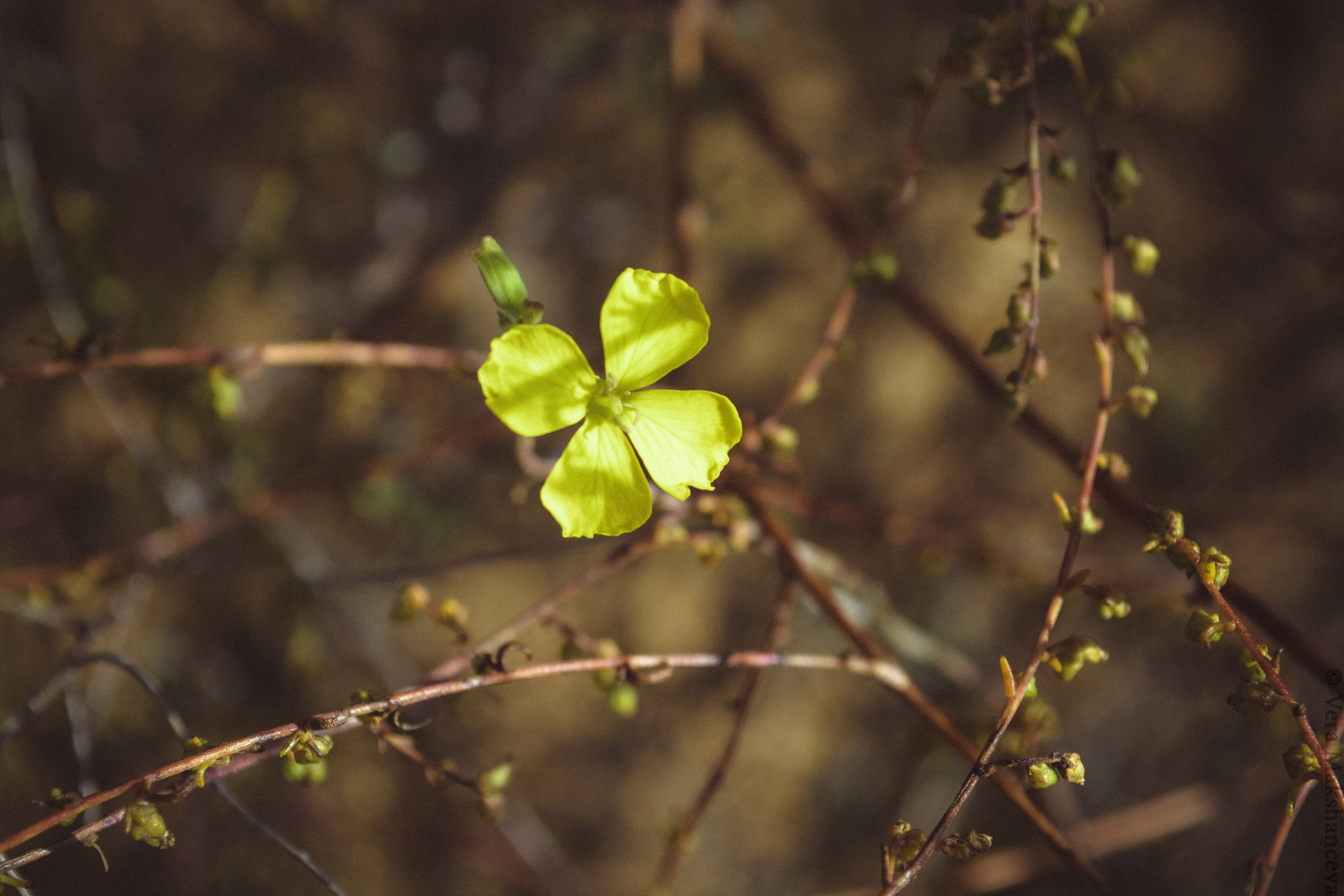 Yellow flower 