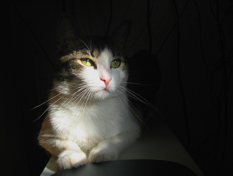 сфинкс домашний, мурлыкающий. кот, котик,