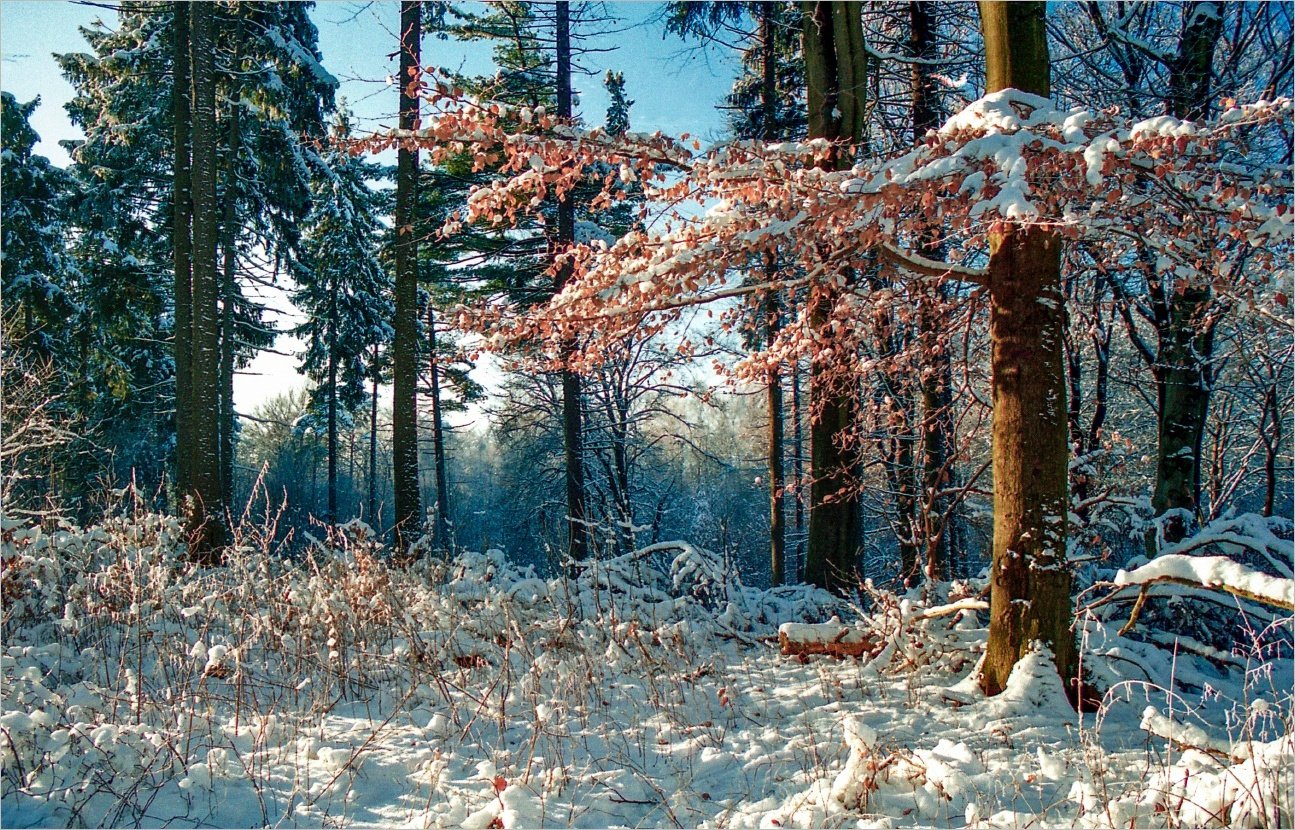 Окрестности Гамбурга. Январь • 2003 