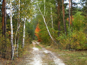Осенняя жар-пица осень пейзаж природа лес