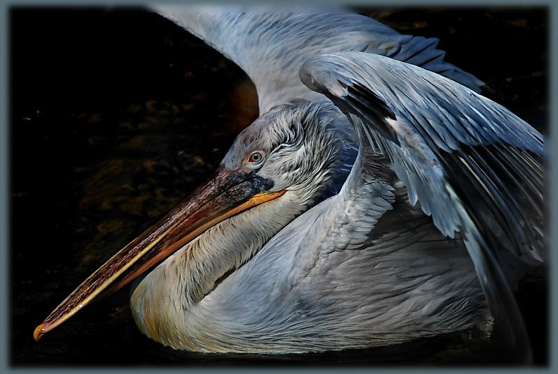 Pelecanus 
