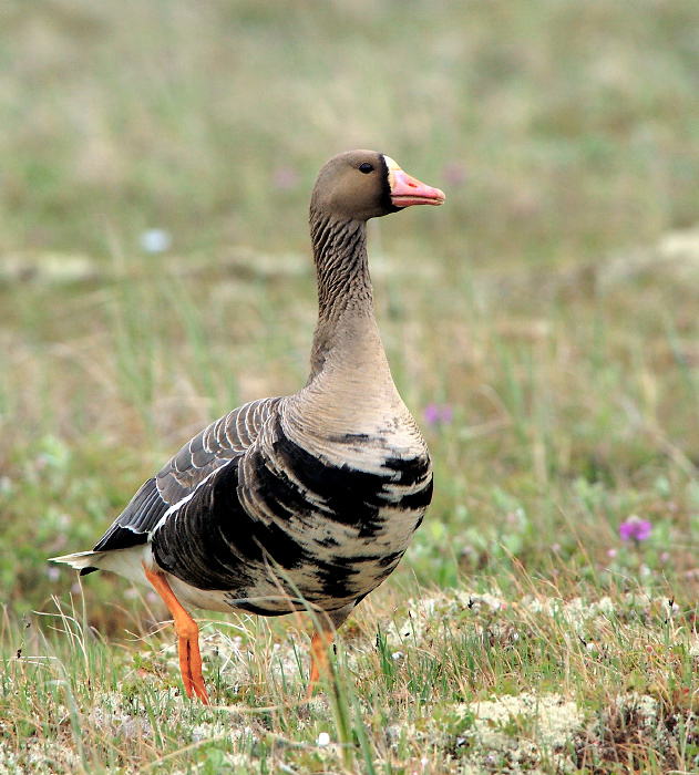 Матросик Белолобый гусь, Anser albifrons, Greater White-fronted Goose, Tobseda, Barents Sea, Arctic