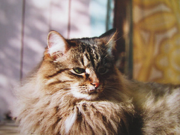 Cat 2 кот дача закат