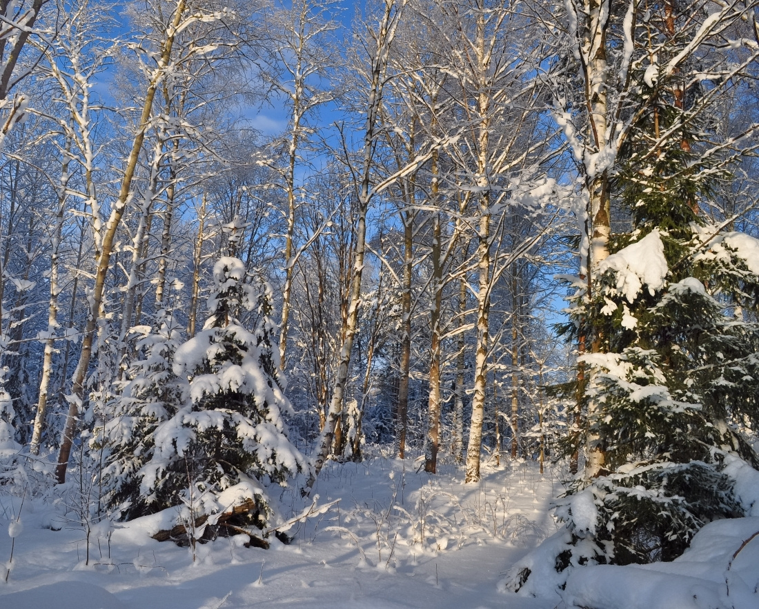 На опушке. Зима опушка лесок январь Хельсинки forest January Helsinki
