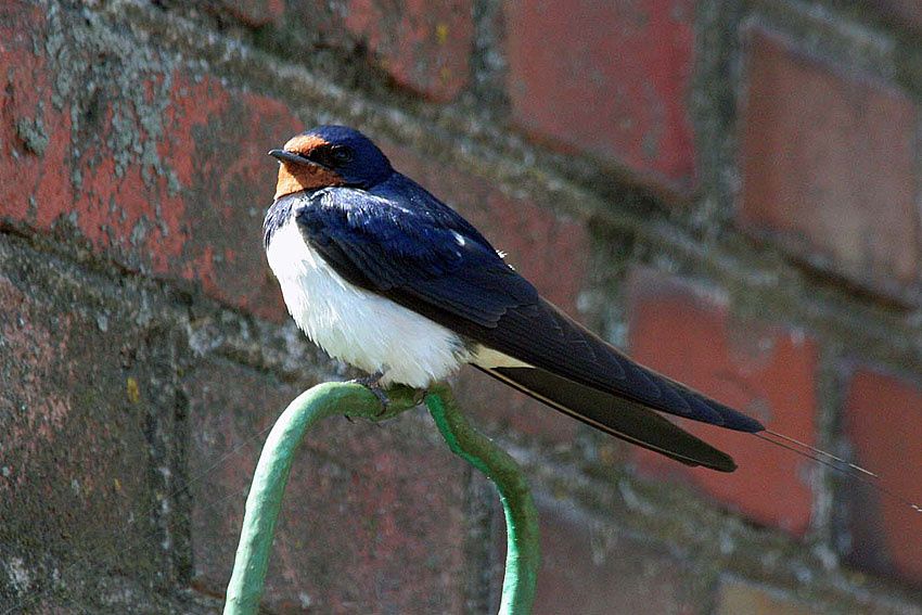 отдыхаем Касатка Hirundo rustica