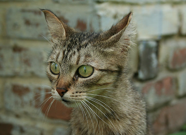 Осторожность кошка