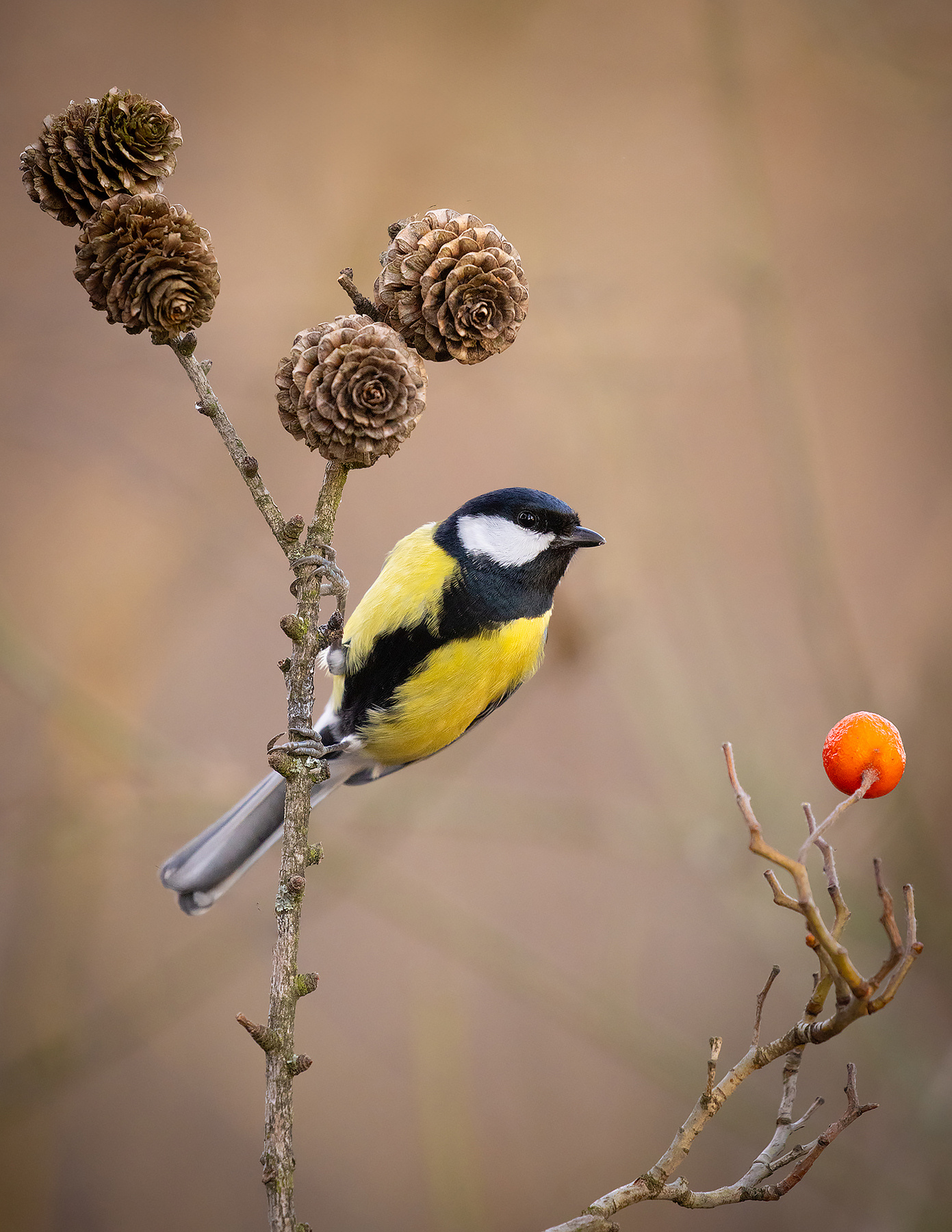 Titmouse 