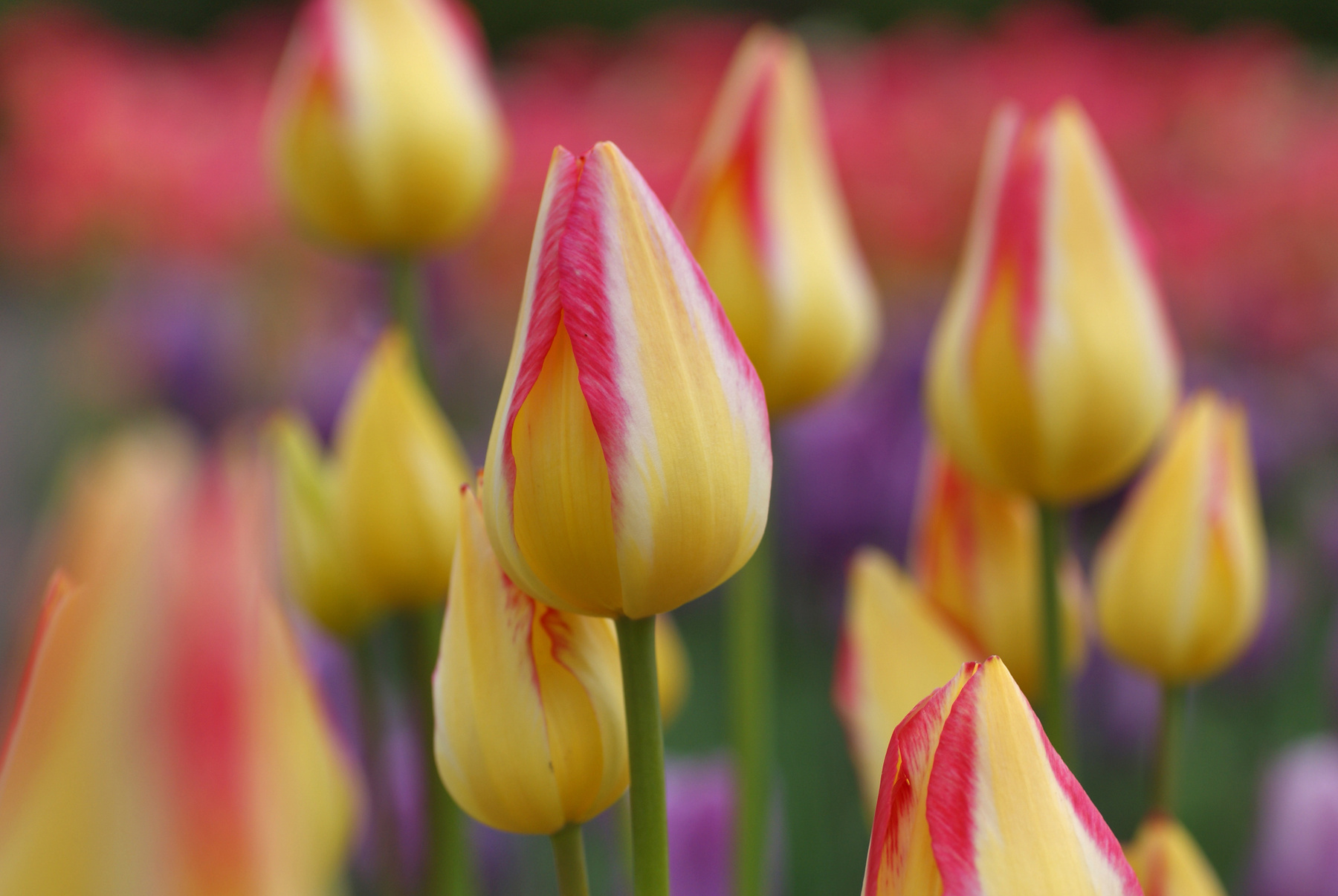 В преддверии праздника цветы природа весна тюльпан tulips тюльпаны май