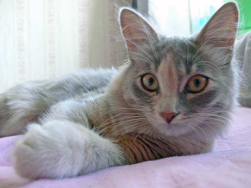 Меховой мешок кошка кот киска кися животное
