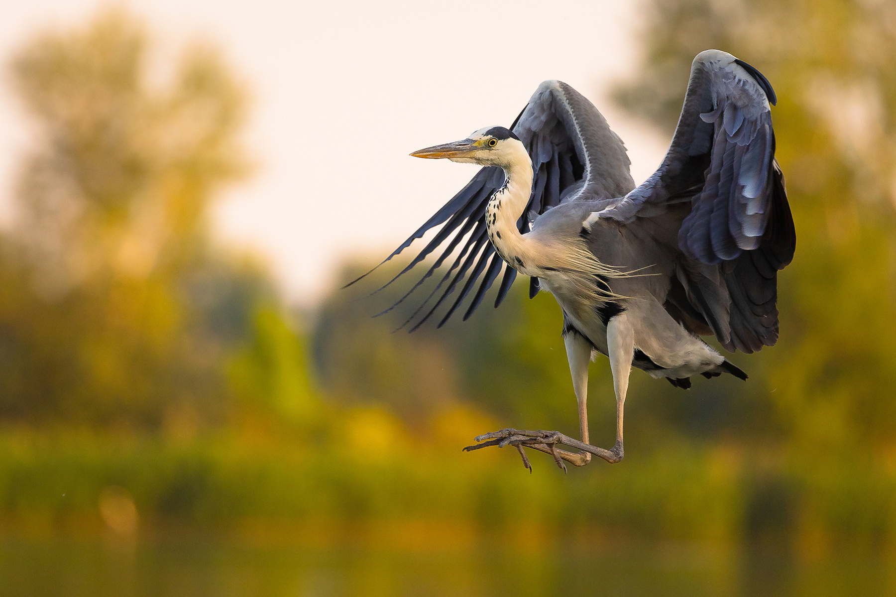 Heron 