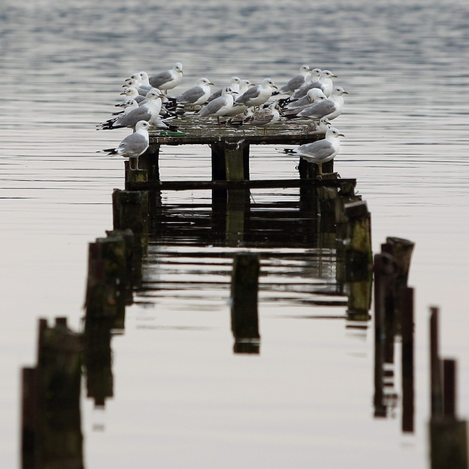 не клюет 