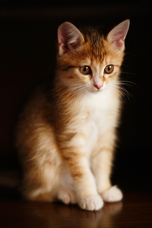 * * * кошка