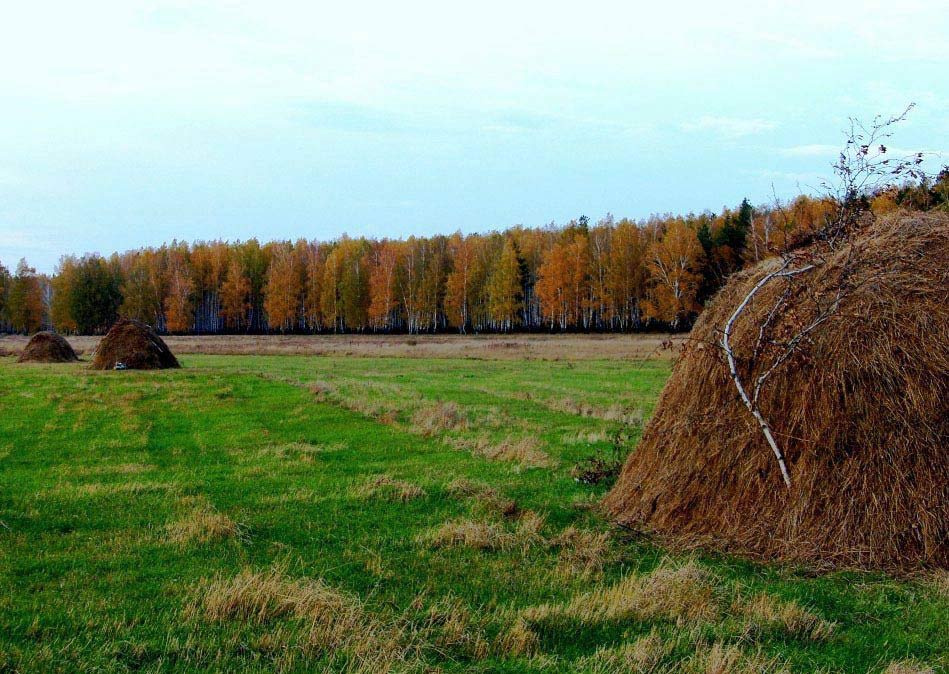 Готовимся к зиме. осень стога зеленая трава