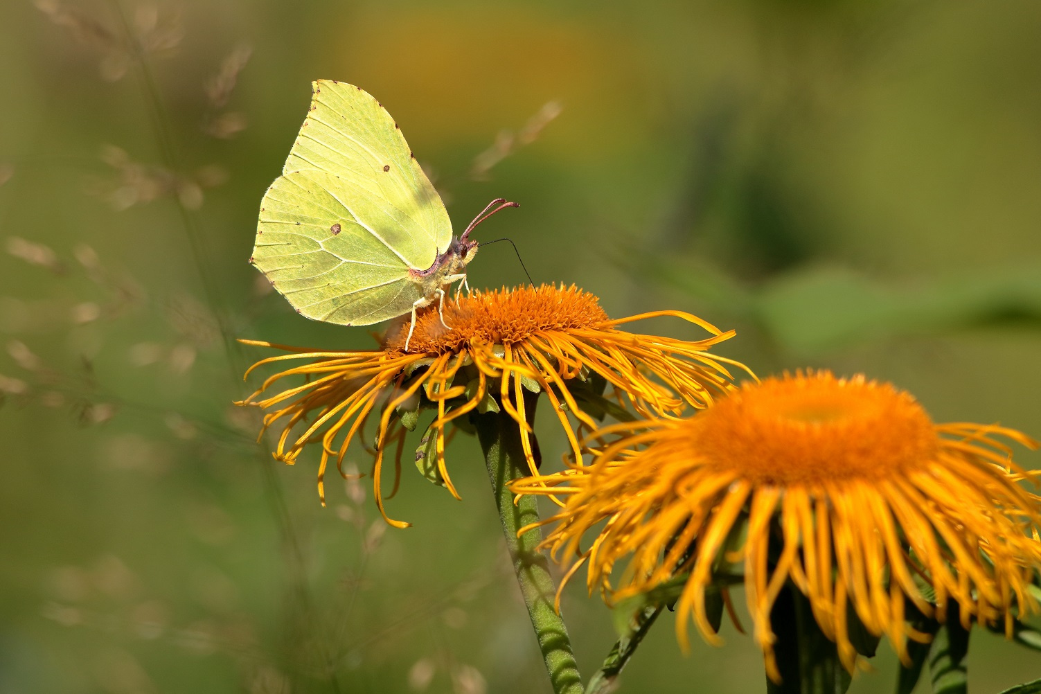 Яркие краски июля... бабочка