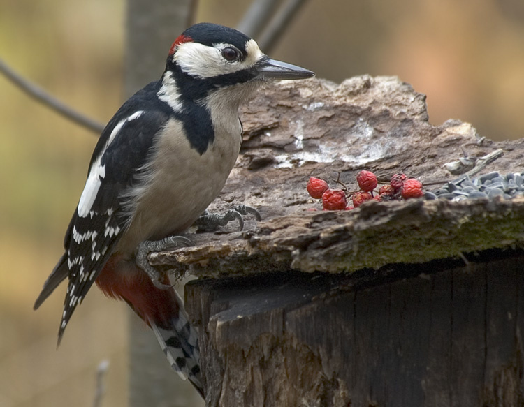 Клюнувший на красное Большой пестрый дятел, Great Spotted Woodpecker, Dendrocopos major