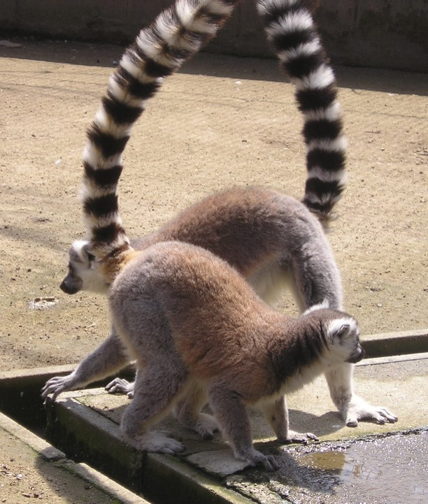 tj- na sever, ya- na yug lemur, zoopark