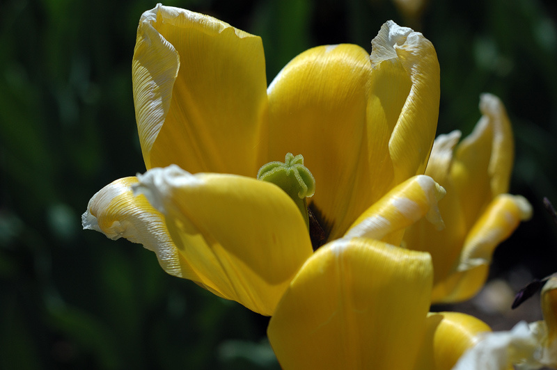 Тюльпан yellow tulip желтый тюльпан Оттава Канада lateonomen