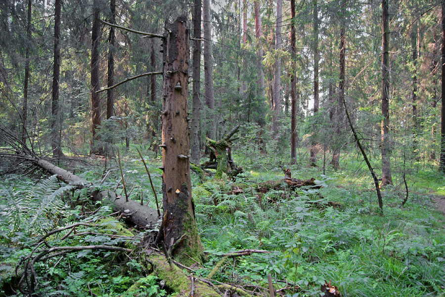 Бурелом (6) 