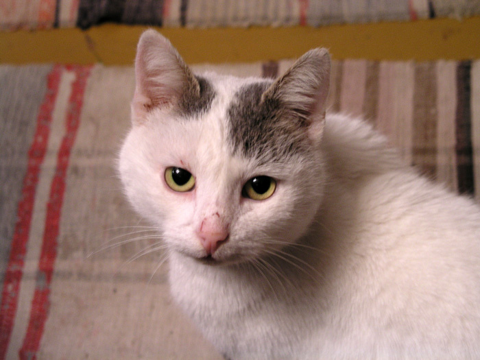 Шрамы украшают котов... Кот шрамы
