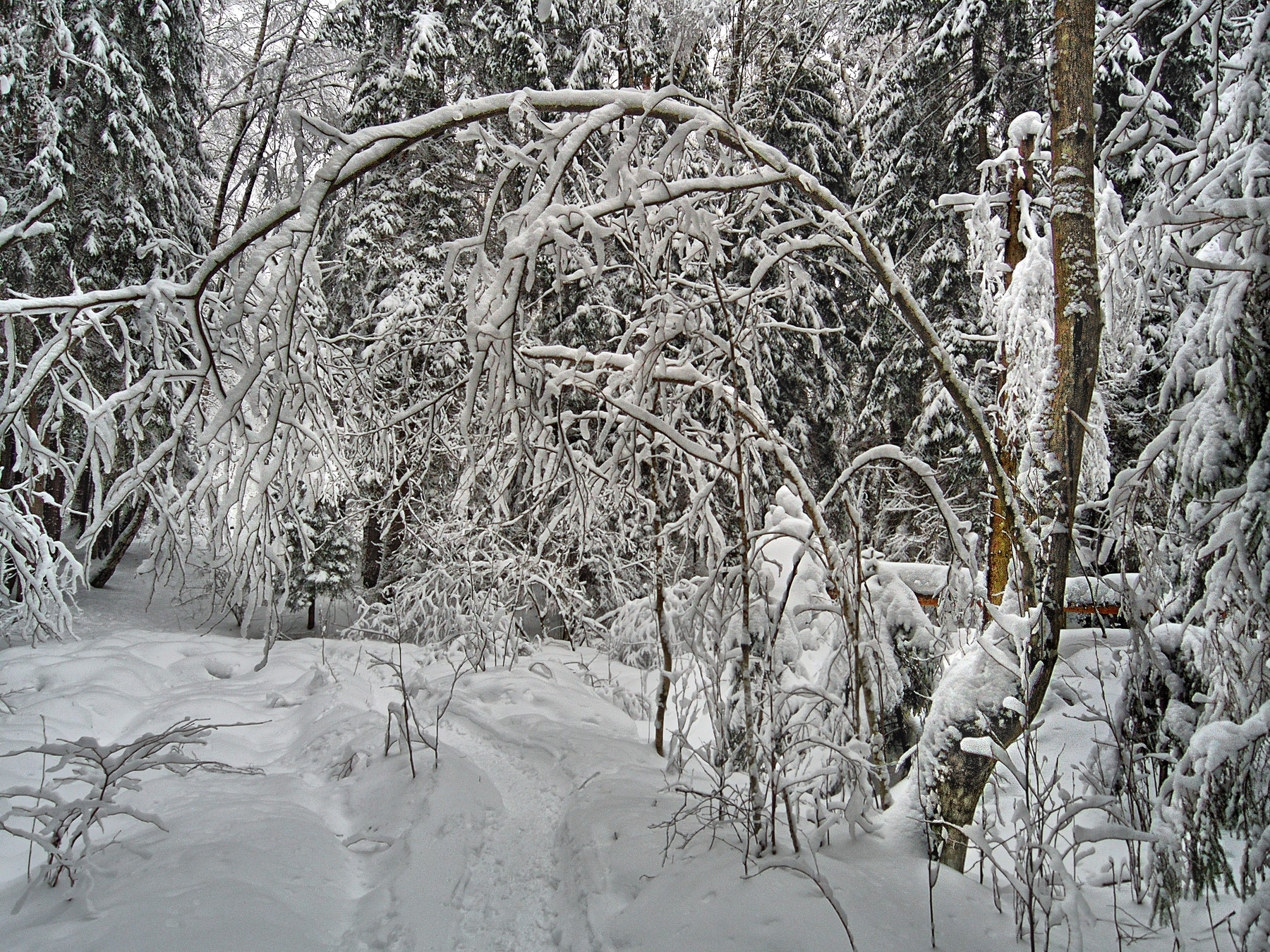 Зимний Лес 