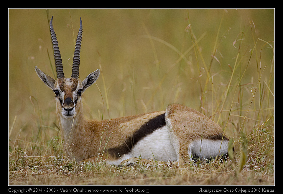 Газель Томсона - Gazella thomsonii фотосафари африка кения
