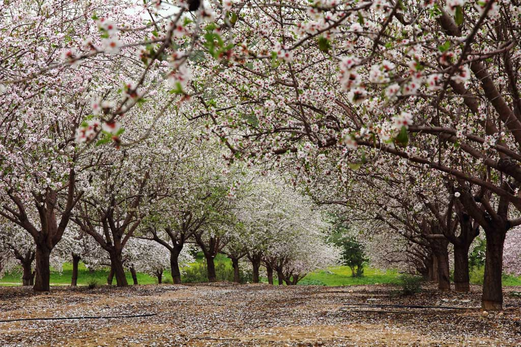 Spring #3 