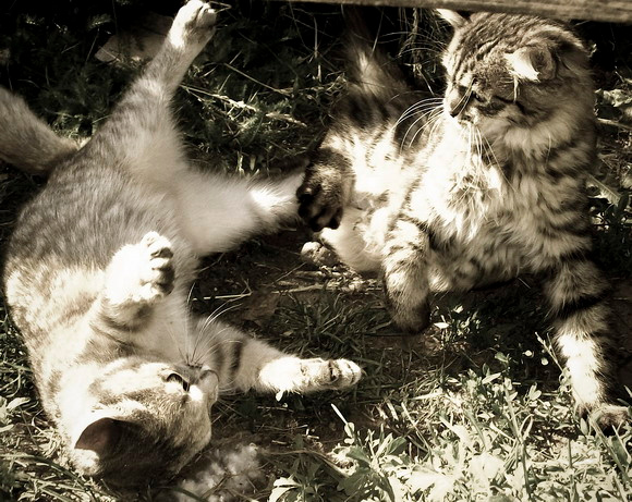 Скандалисты коты