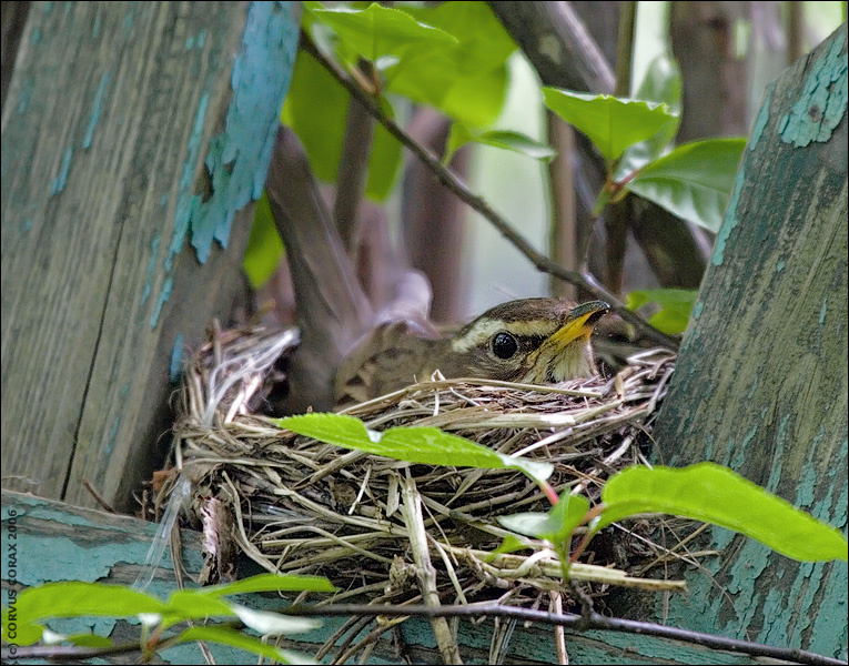 Две недели из жизни белобровиков. 3 - Наседка. дрозд белобровик Turdus iliacus